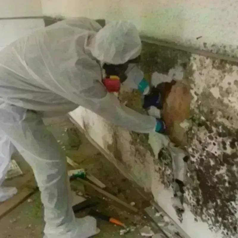 Mold Remediation and Removal in Warm Springs, VA